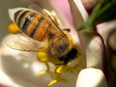 Ochrona pszczół a środki ochrony roślin